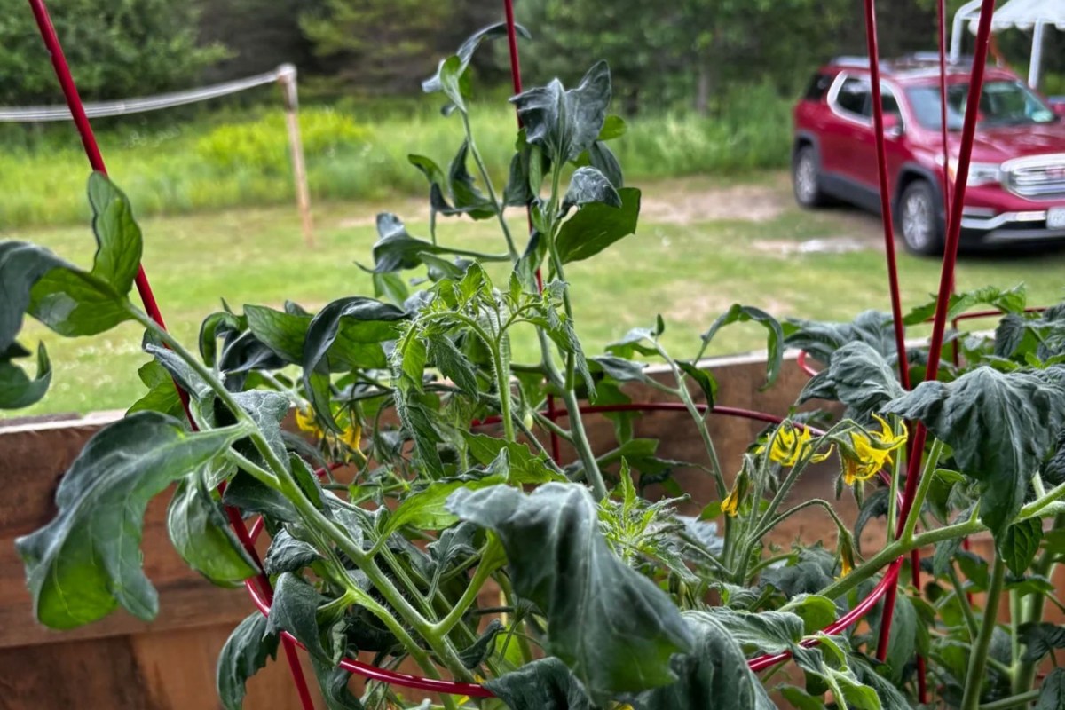 A tomato plant.