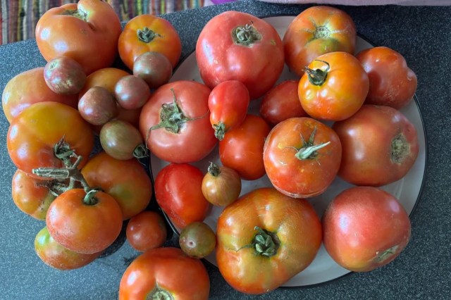 A pile of freshly picked tomatoes.