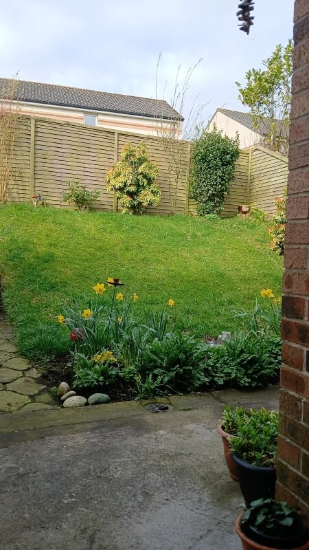 A backyard on a steep hill with a few small trees, plants and lawn.