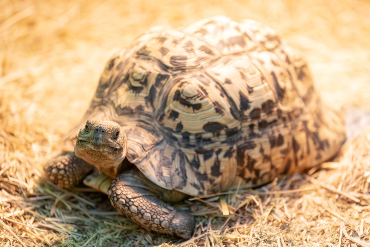 A leopard tortoise with a yellow and black shell.