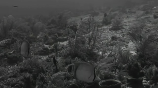 An underwater scene featuring various marine flora and fauna in muted tones.