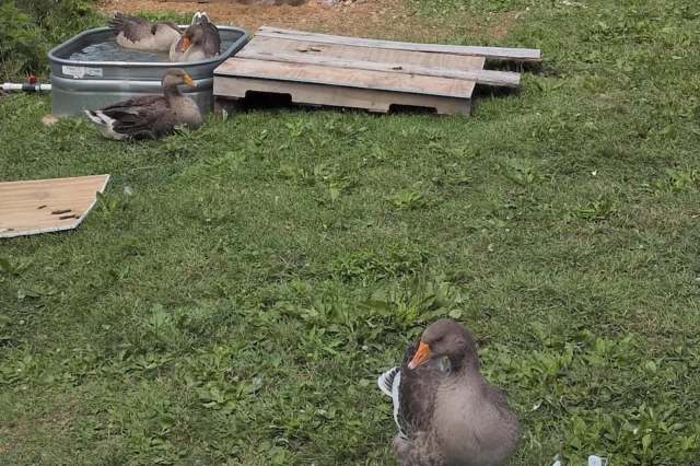 Three ducks are resting near a water trough and wooden pallets on a grassy area.