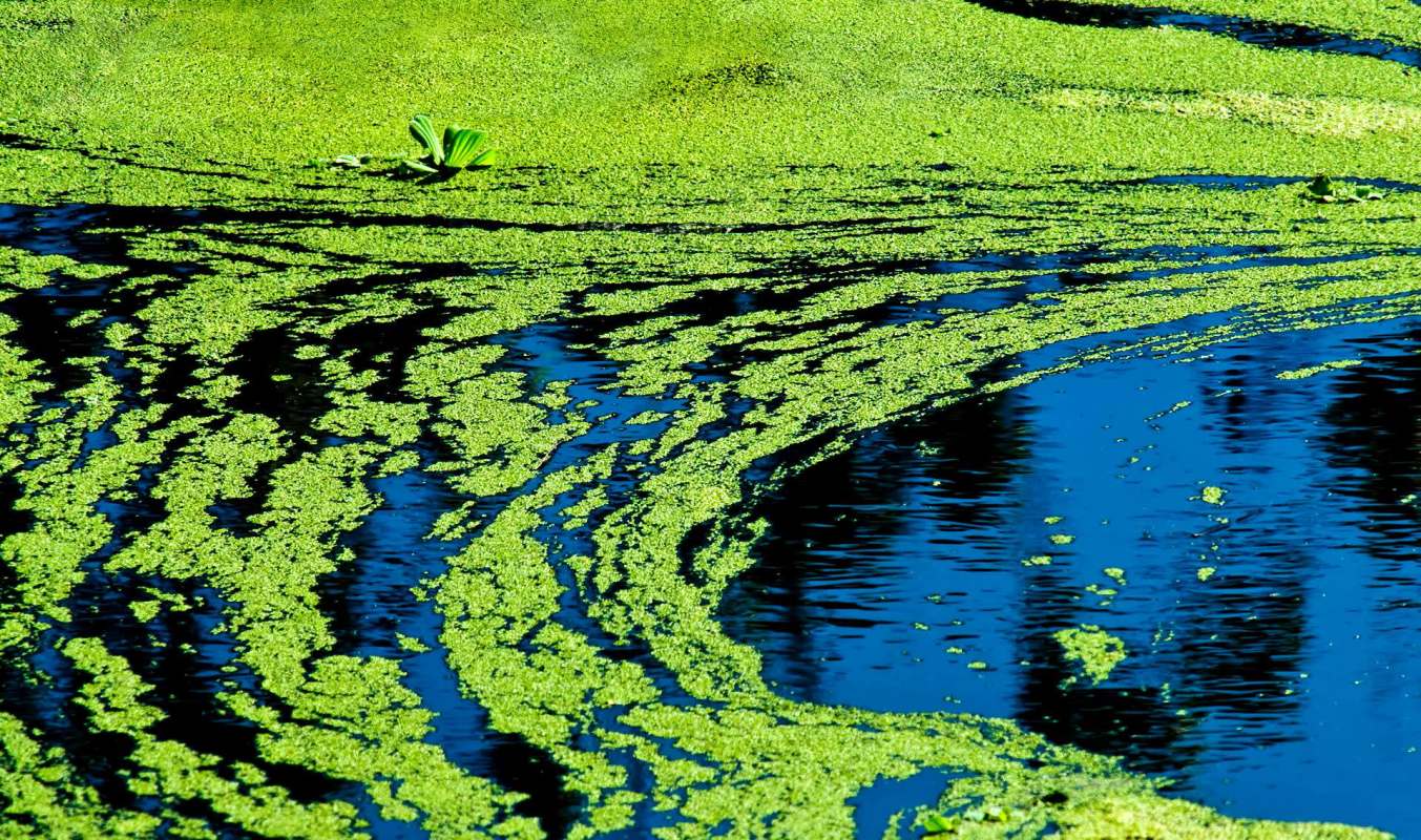 Blue-green algae.
