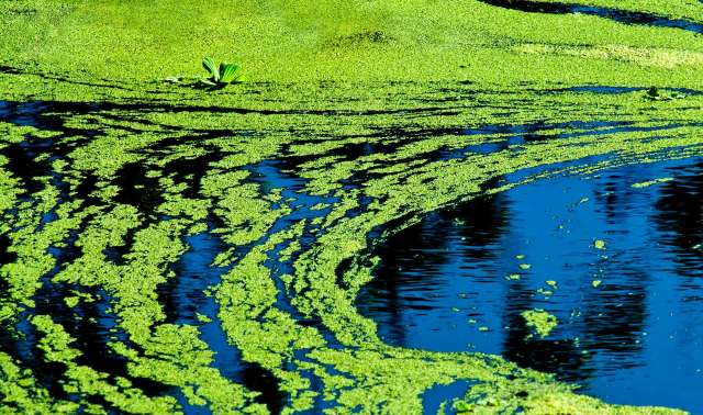 Blue-green algae.