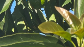 An avocado on a tree.
