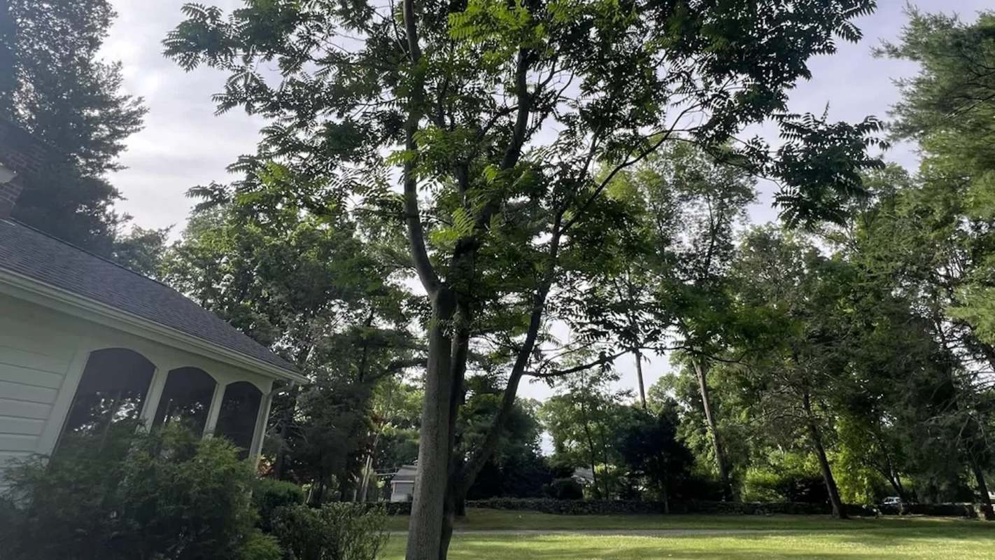 A large tree of heaven surrounded by greenery with a glimpse of a house and lawn under a cloudy sky.