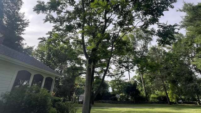 A large tree of heaven surrounded by greenery with a glimpse of a house and lawn under a cloudy sky.