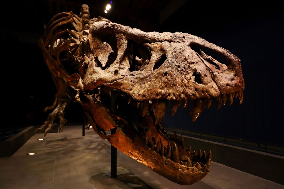 A T. rex skeleton.