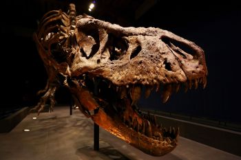 A T. rex skeleton.