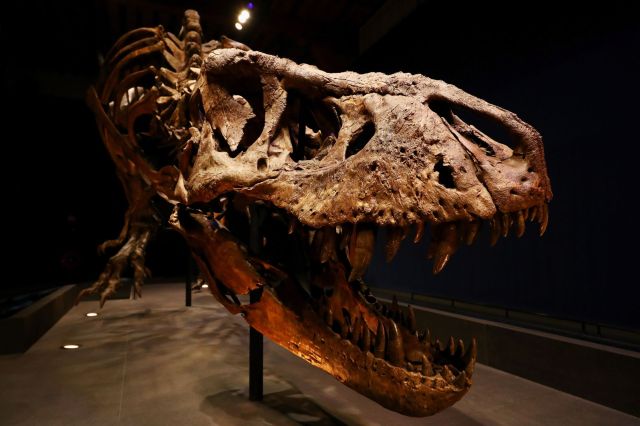 A T. rex skeleton.