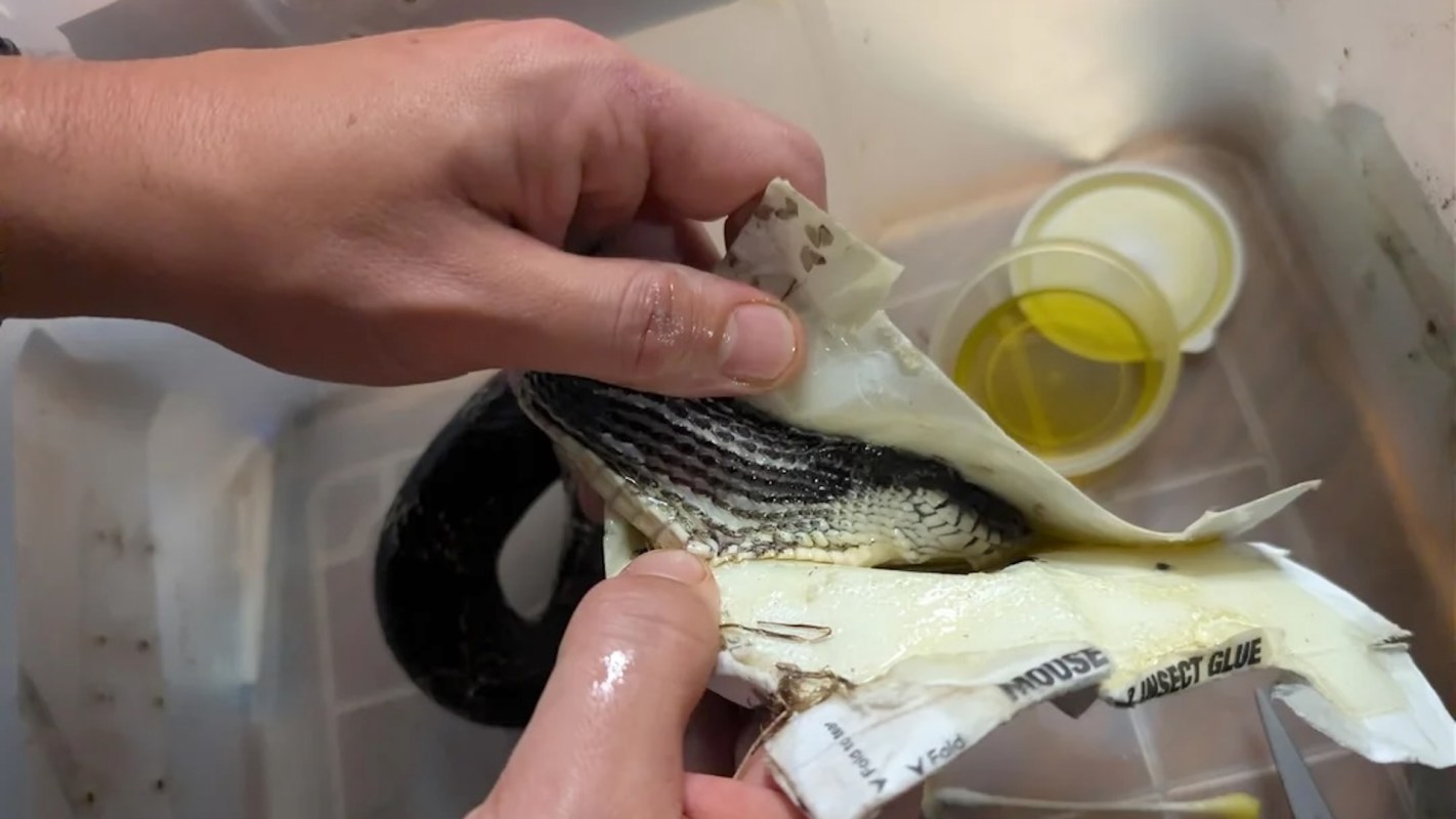 A person holds a snake coated in adhesive while examining its scales in a container.