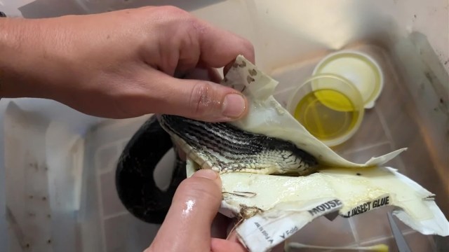 A person holds a snake coated in adhesive while examining its scales in a container.