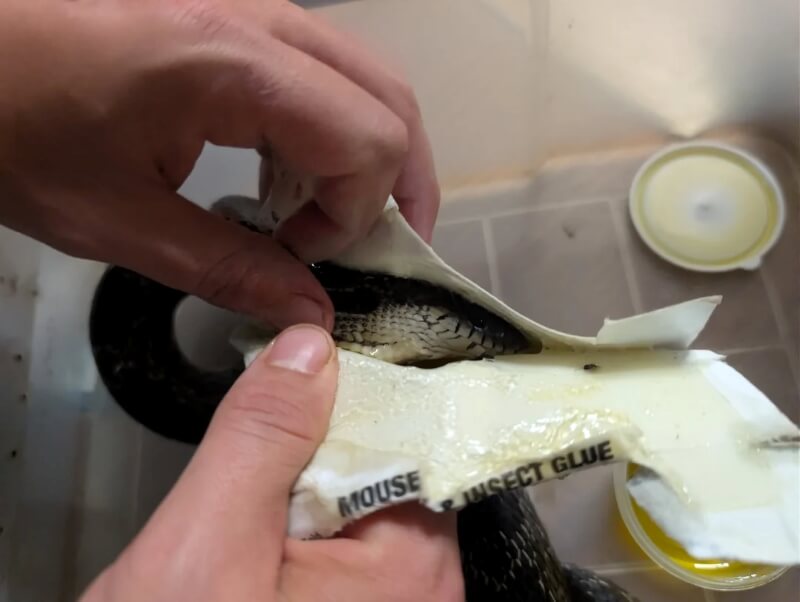 Two hands prising apart a glue trap to free a snake.