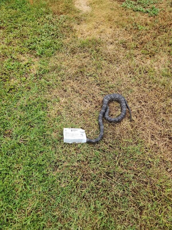 A snake with its head stuck in a glue trap.