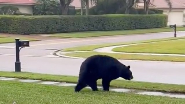 A three-legged black bear wanders along a residential street beside manicured lawns and a mailbox.