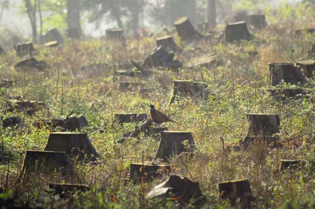 A pheasant stands among cut tree stumps in a misty, overgrown field.