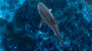 An aerial view of a shark swimming over a reef.