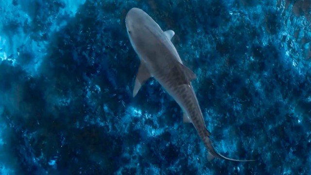 An aerial view of a shark swimming over a reef.