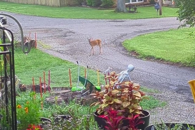 A young deer on a gravel path in a residential area.