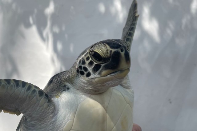 A young green sea turtle washed ashore in Florida