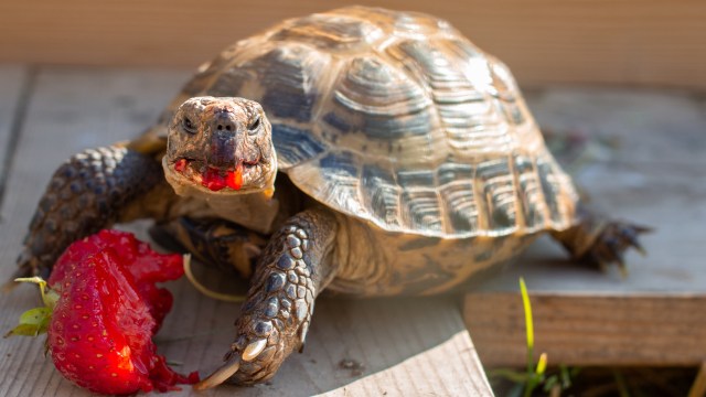 A tortoise eating a strawberry.