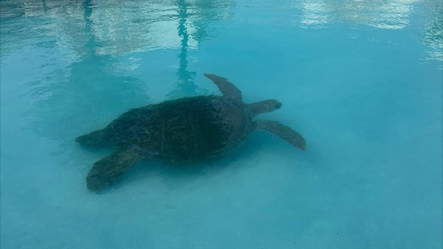 A sea turtle swims in clear blue water.