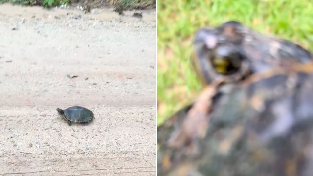 A small turtle moving along a dirt path with greenery in the background.