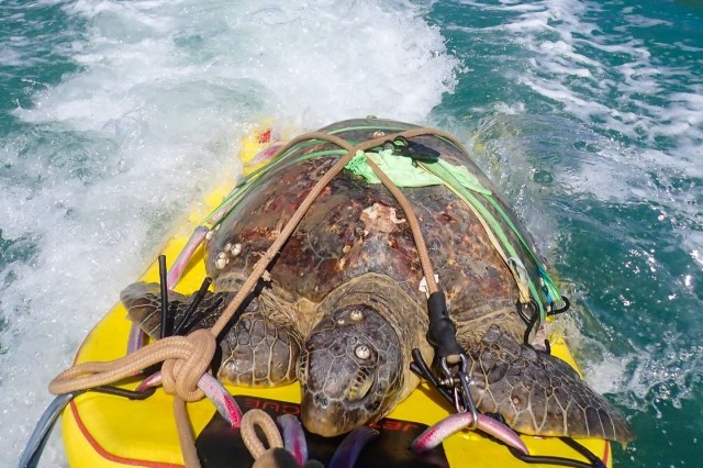 A sea turtle is secured on a rescue board.