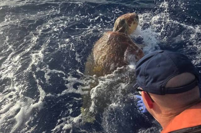 A sea turtle.