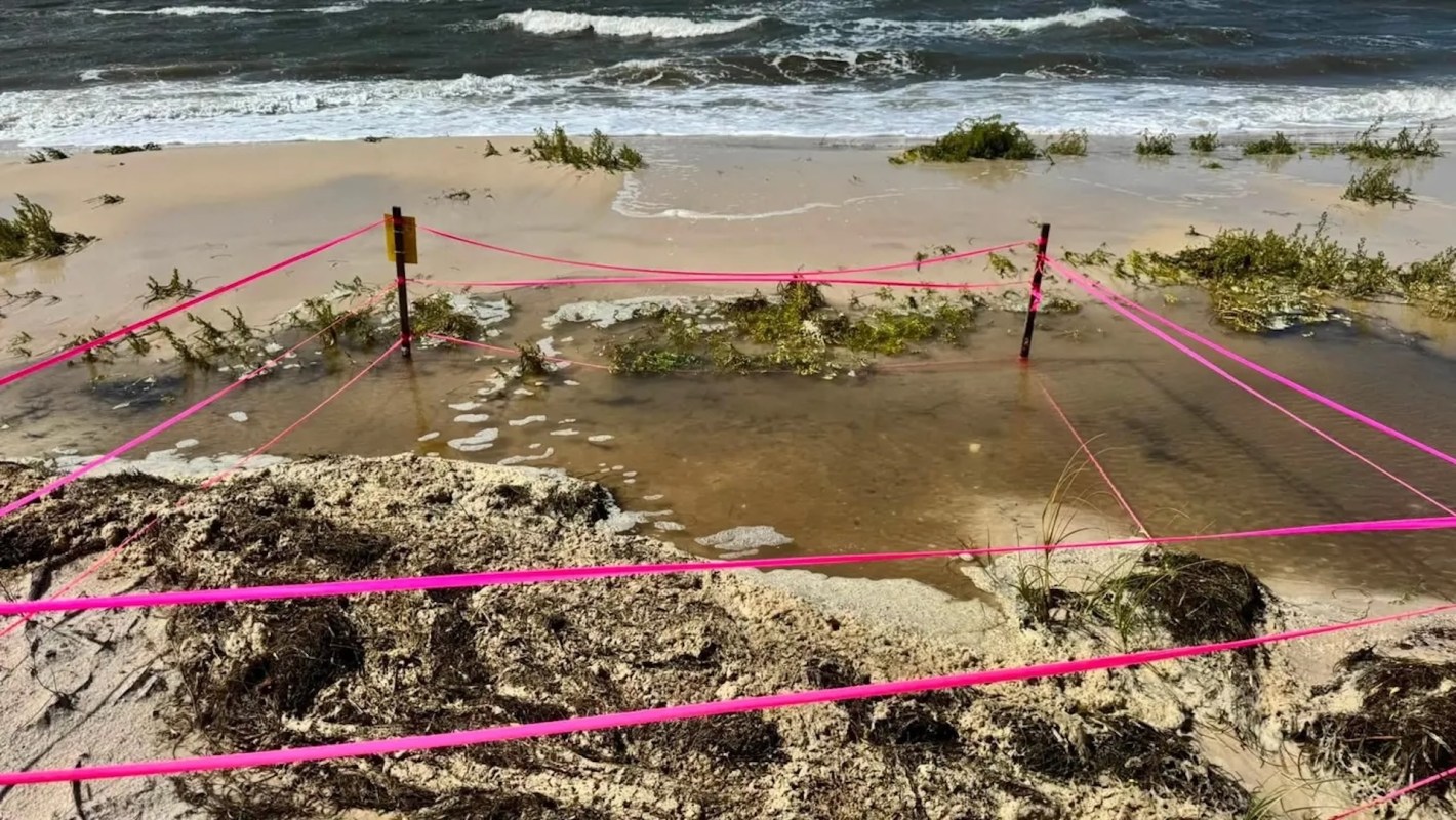 A sea turtle nesting site marked off with pink tape.