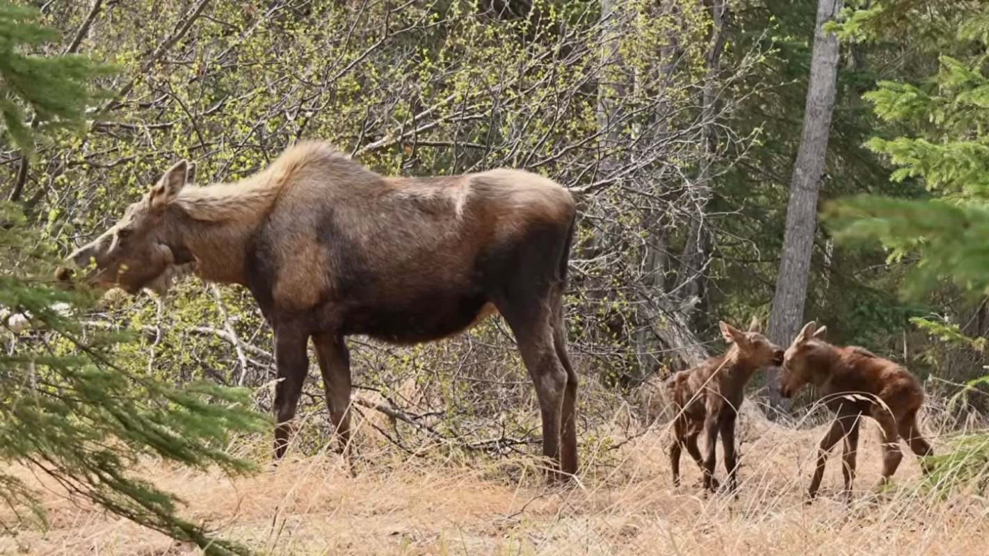 A moose and two calves in a forested area with sparse grass and trees.