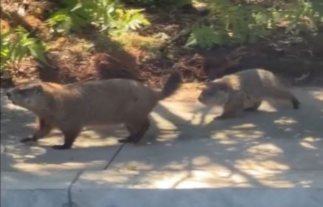 Two groundhogs walking near a pool.