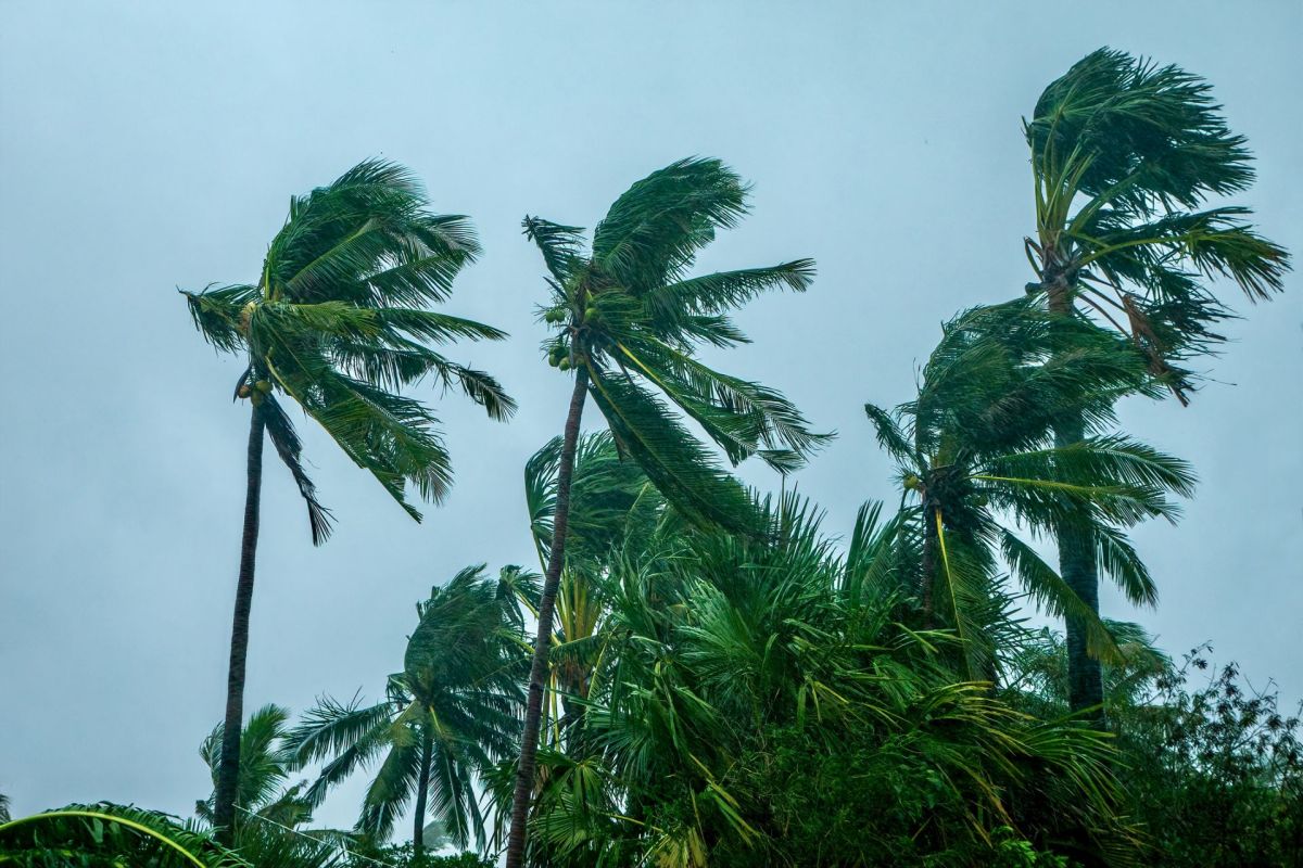 Palm trees blowing during a typhoon.