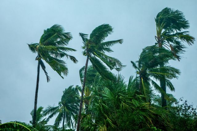 Palm trees blowing during a typhoon.