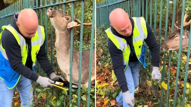 A man in a safety vest uses a tool to clear foliage near a deer at a metal fence.
