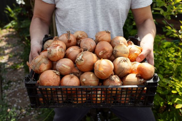 A person holding a basket filled with freshly harvested onions.