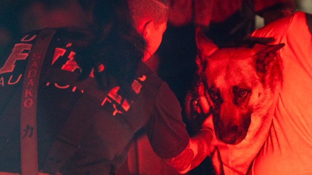 A person in a dark environment gently interacts with a concerned German Shepherd dog under red lighting.