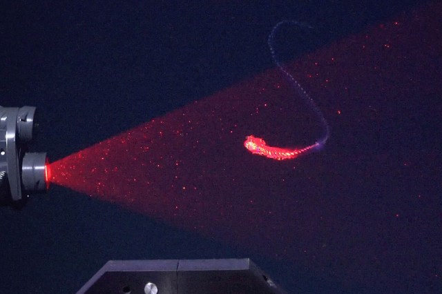 A siphonophore is being scanned.