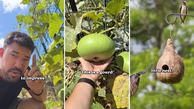 A man shows off a green gourd, including one that becomes a bird's nest.