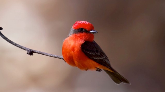 A vibrant red vermilion flycatcher bird with a black and orange body perched on a thin branch against a blurred background.