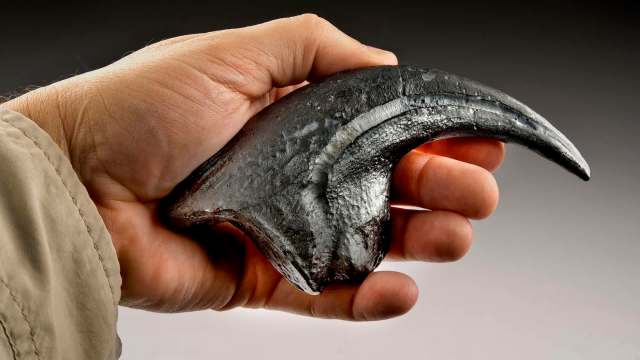 A hand holding a large dinosaur claw fossil.