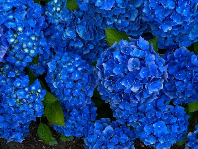Blue hydrangea.