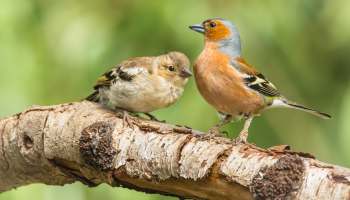 A pair of birds perched on a branch.