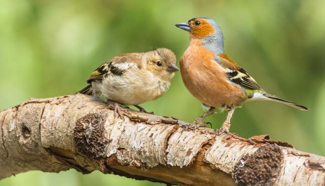 A pair of birds perched on a branch.
