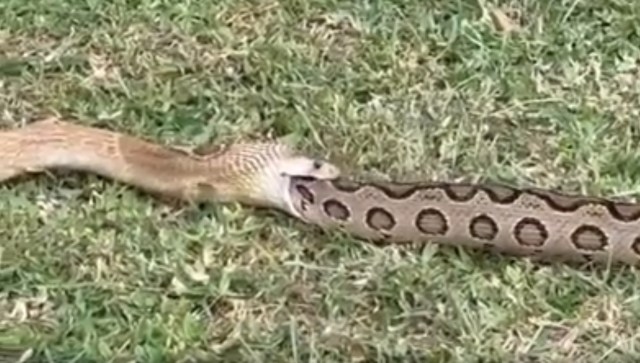 A cobra on the left swallows a viper while both are on the grassy ground.