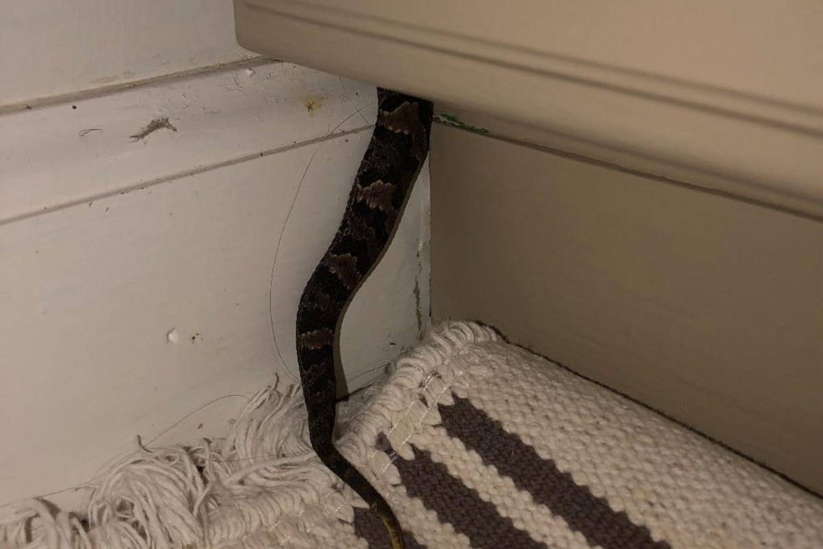 A snake going into a bathroom vanity.