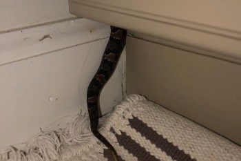 A snake going into a bathroom vanity.
