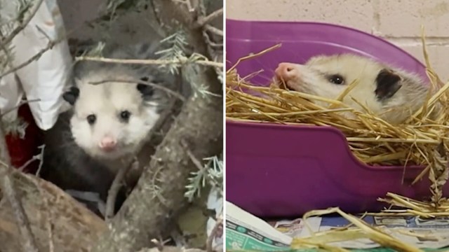 Two opossums, one peeking from branches and another resting in a purple container filled with straw.