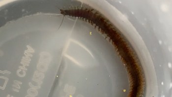 A bristle worm crawling underwater.