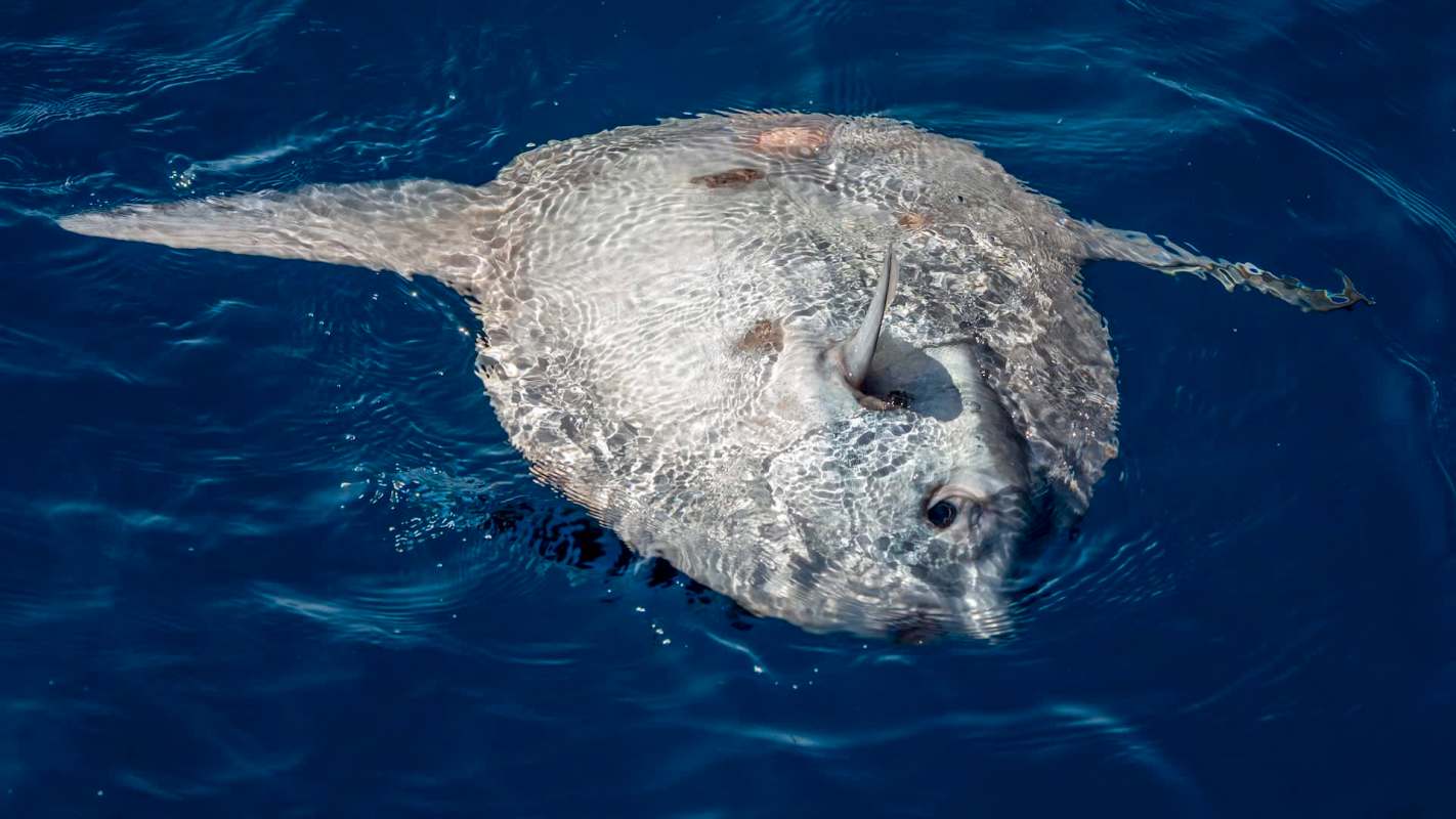 An ocean sunfish lays on its side in blue water.